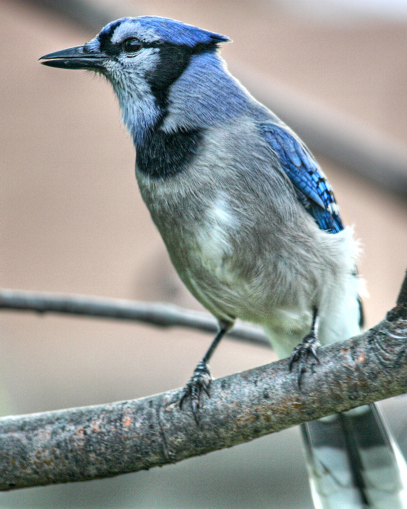 Blue Jay Electric